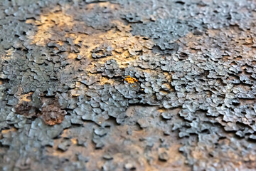 Rusty texture. Grunge background. Dry ground and old metal.