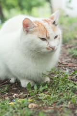 Portrait of tricolor indifferent cat do not care on the green grass in the yard.