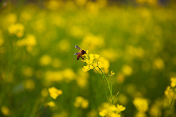 Obraz premium bee on flower for honey 