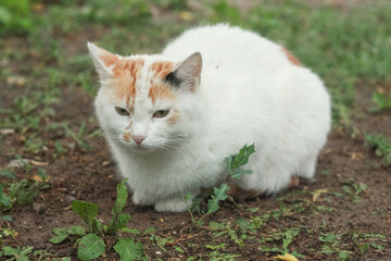 Portrait of tricolor indifferent cat do not care on the green grass in the yard.