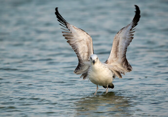 Great Black-backed Gull drying its wings, Bahrain