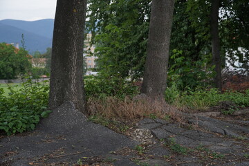 Two trees growing in a sidewalk covered by bitumen or asphalt. The growing tree roots deform the asphalt cover causing cracks and uneven surface of the sidewalk.
