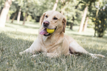 Smiling labrador dog in the city park