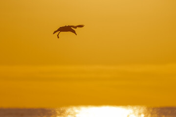 Flying Seagull at Sunset, Nehalem Beach, OR