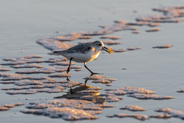 Snowy Plover (Charadrius nivosus) on Nehalem Beach, OR