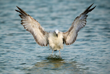 Great Black-backed Gull raising its wings, Bahrain