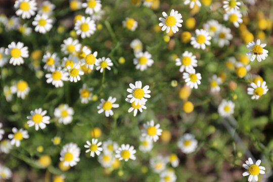 Many Tiny Yellow and White Daisy Flowers of the Roman Chamomile Herb Plant