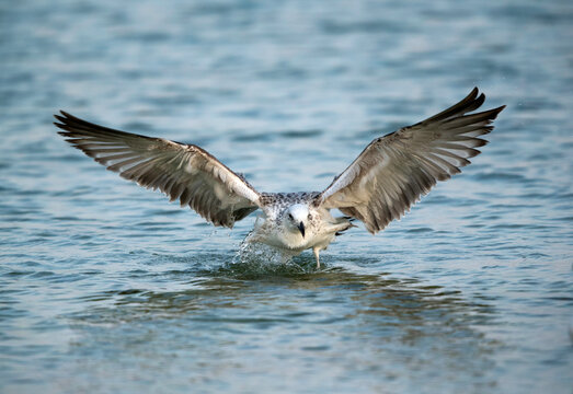 Great Black-backed Gull takeoff, Bahrain