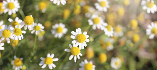 Closeup on White Daisy Like Flowers of Roman Chamomile Plant