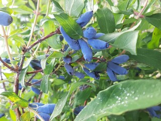 Honeysuckle berries. A bush with berries. Summer morning.