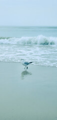 Bird seagull sitting by the beach. Wild seagull with natural soft blue background.