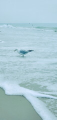 Bird seagull sitting by the beach. Wild seagull with natural soft blue background.