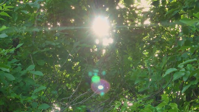 Sunbeams Through Green Tree Branches. Sun Glare. Windy Weather. Climate Change. Summer Season. View From The Window. Admire The View. Landscape. Video.