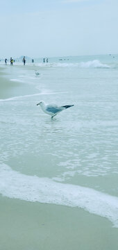 Bird seagull sitting by the beach. Wild seagull with natural soft blue background.