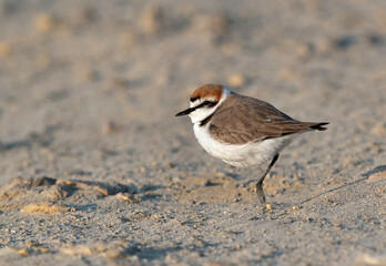 Kentish Plover in breeding plumage at Busaiteen beach, Bahrain