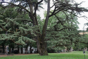 a huge century-old pine tree in a city park