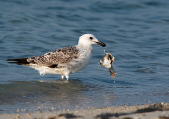 Great Black-backed Gull at Busaiteen coast, Bahrain