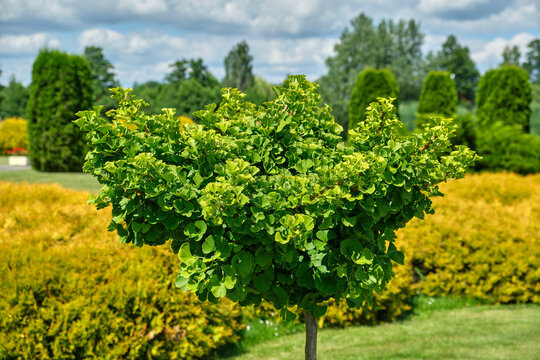 Ginkgo tree (Ginkgo biloba) tree in summer garden.