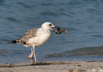 Great Black-backed Gull holding a fish, Bahrain
