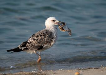 Great Black-backed Gull with a fish, Bahrain