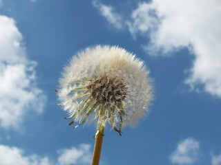 Obraz premium Front of whole dandelion in the sky