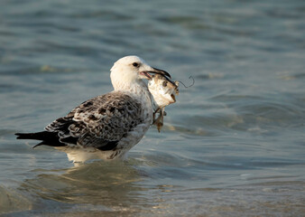 Great Black-backed Gull with a fish at Busaiteen coast, Bahrain