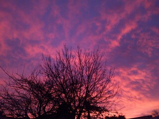 colorido cielo de un atardecer a sobre un arbol de otoño