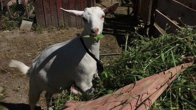 A white goat jumped on a heap of plucked grass and eats it.