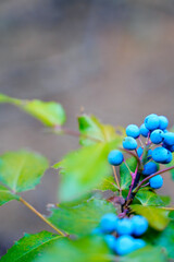 blue berries in the forest