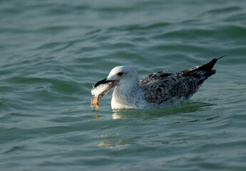 Great Black-backed Gull with a fish, Bahrain
