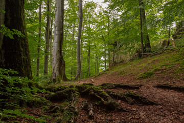 Giant stones and rocks are covered with moss among the beech forest. Polyanytskyi Regional Landscape Park, Dobusha Rocks, Carpathians, Ukraine. Sandstone rocks among the beech forest in summer time.