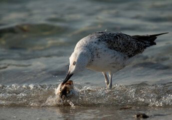 Great Black-backed Gull eating fish, Bahrain
