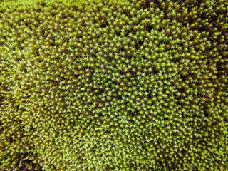 Diverse vegetation of the northern tundra. Small plants, flowers and mosses. Unique Flora of the Arctic. Summer nature of the North. Background images and screensavers.