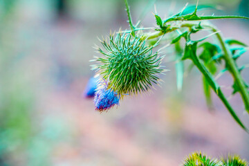 thistle macro