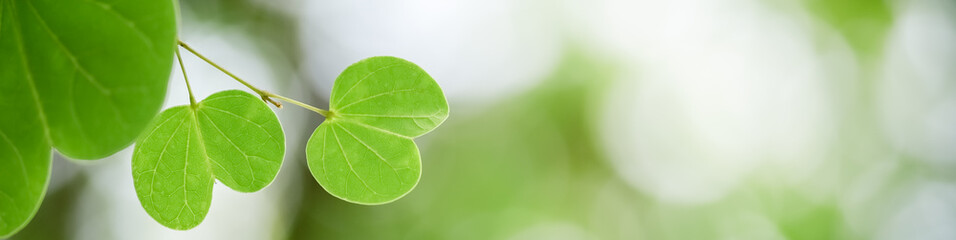 Closeup beautiful attractive nature view of green leaf on blurred greenery background in garden with copy space using as background natural green plants landscape, ecology, fresh cover page concept.
