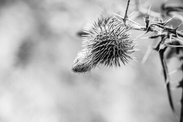 thistle macro