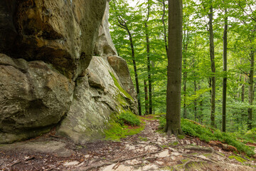 Giant stones and rocks are covered with moss among the beech forest. Polyanytskyi Regional Landscape Park, Dobusha Rocks, Carpathians, Ukraine. Sandstone rocks among the beech forest in summer time.
