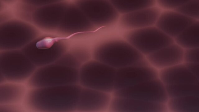 Sperm cell enters egg 3d animation of a sperm cell fertilizing an embryo