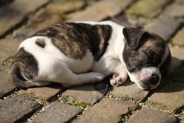 	
A Chibull pup is sleeping in the sun.	