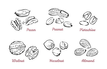 Nuts. Collection of vector black and white illustrations. Outline. Pecan, walnut in shell and peeled, pistachios, hazelnut, almond and peanut isolated on white.
