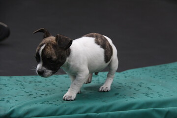 A Chibull pup carefully walks over a sail.