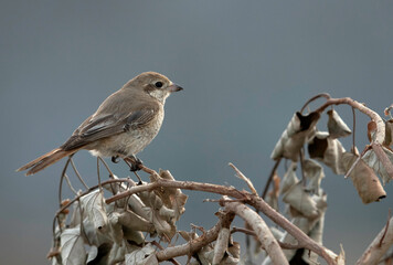 Isaballine shrike perched on dry branch, Bahrain