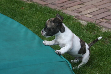 Chibull pup tries to climb on the edge of the trampoline.