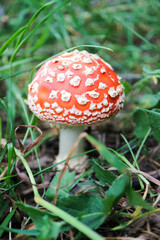 beautiful small amanita muscaria fly agaric mushroom hide in the grass