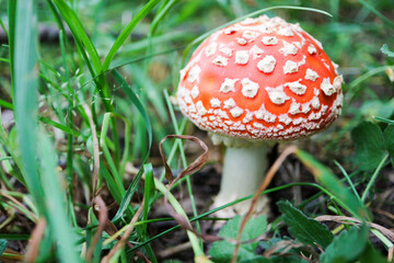 beautiful small amanita muscaria fly agaric mushroom hide in the grass