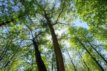 Crowns of park trees
