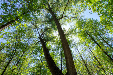 Crowns of park trees