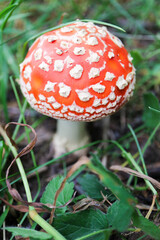 beautiful small amanita muscaria fly agaric mushroom hide in the grass