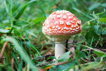 beautiful small amanita muscaria fly agaric mushroom hide in the grass
