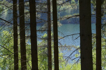 Ein blau grüner See und ein Wald durch acht gerade und dunkle Tannenbaum Stämme mit trockenen...
